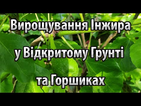 Видео: Вирощування Інжиру у Відкритому Грунті та в Горшиках. Посадка Саджанців Інжиру в Горшики