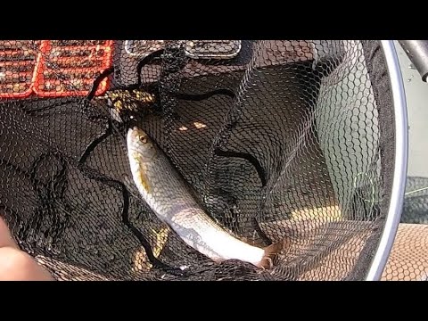 Видео: Ловлю хариуса нахлыстом на Ангаре в начале сентября. 01 сентября 2022