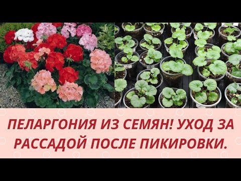 Видео: Пеларгония из семян. Как и чем подкормить рассаду пеларгонии после пикировки. Обзор рассады .