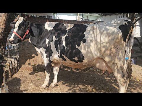 Видео: Моли Дахшати Серширтарин Оча Бача тозза Чорнопиёстр Гигант Успет кун 17.октября 2025 г