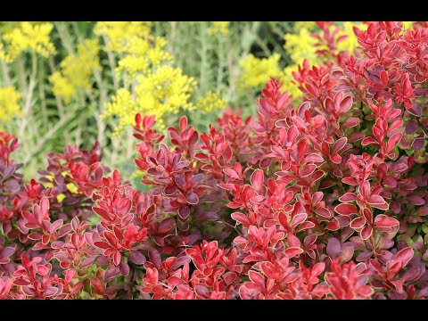 Видео: Мой участок.  Что у нас тут 21 июня?