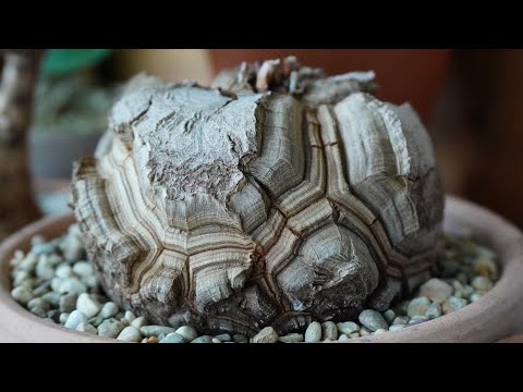 Видео: Каудекс мечты 😍💖 / Диоскорея слоновая 🐘