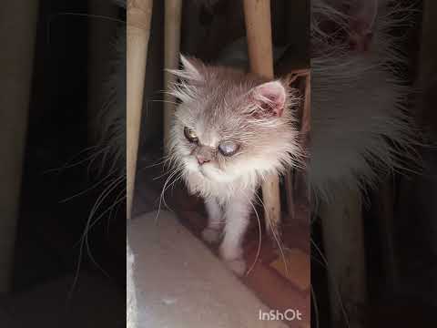 Видео: ВОТ ЧТО СКАЗАЛ ВРАЧ🙀