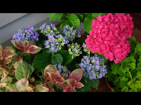 Видео: Как зимуют мои крупнолистные гортензии