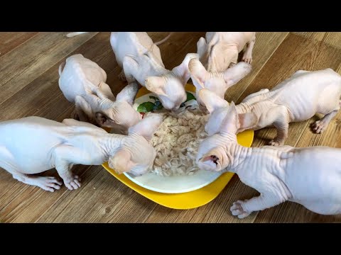 Видео: Маленькие котята🐈кушают курочку🍗🍗 Смотреть со звуком😂