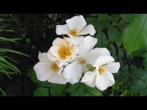 Видео: РОЗА САЛЛИ ХОЛМС (Sally Holmes). лето 2021 года цветение.