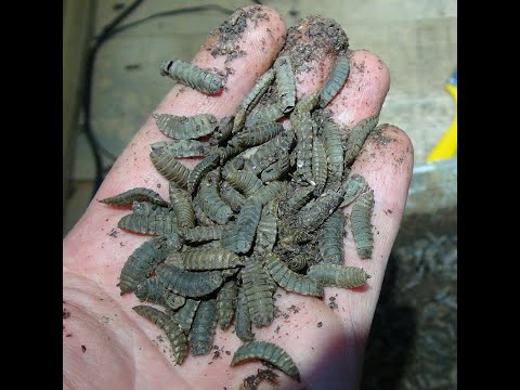 Видео: Черная львинка .