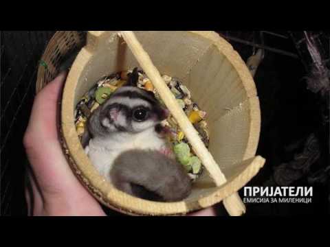 Видео: ПРИЈАТЕЛИ емисија за миленичиња - Војо Иванов со егзотични миленици