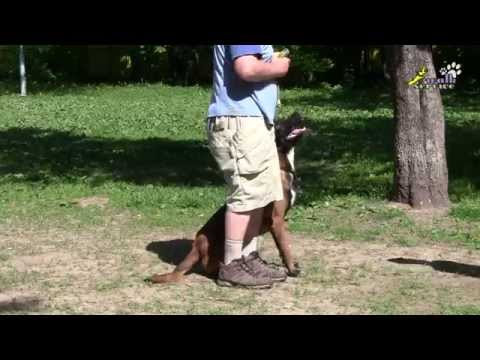 Видео: Команда ко мне, когда подзыв не нужен