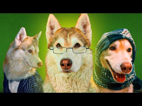 Видео: Все серии ЕСЛИ БЫ ПСЫ ХОДИЛИ В ШКОЛУ! (Хаски Бублик) Говорящая собака