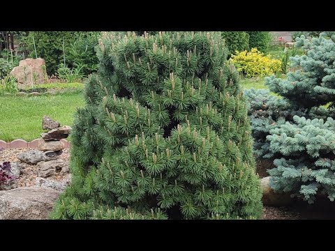 Видео: Дача Первый день лета. Обзор. Стрижки. Обработки. Сделали,что успели Уезжаем,бросаем красоту.