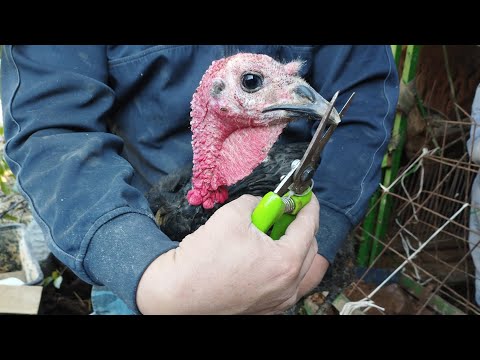 Видео: 101 Бордақы күрке (ундык) тауықтарға быр мәлімет