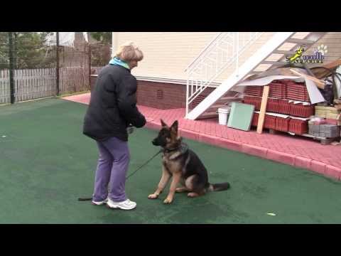 Видео: Дрессировка щенка сидеть -- стоять