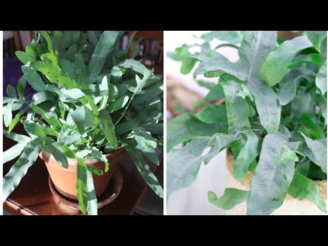 Видео: Флебодмум голубая звезда, как поживает!