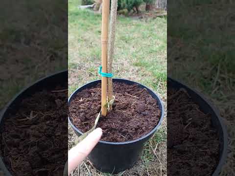 Видео: 01.02.25р. отримані саджанці: модрина Stiff Weeper, ялина звичайна Inversa, сосна звичайна Pendula