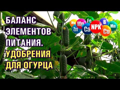 Видео: БАЛАНС ЭЛЕМЕНТОВ ПИТАНИЯ ОГУРЦОВ. УДОБРЕНИЯ ДЛЯ ОГУРЦОВ (31-05-2019)