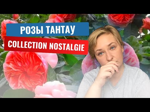 Видео: История селекционного дома Тантау. Розы коллекции nostalgie.