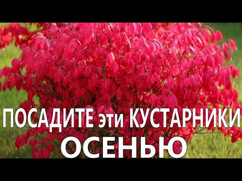 Видео: САМЫЕ НЕПРИХОТЛИВЫЕ ДЕКОРАТИВНЫЕ КУСТАРНИКИ,которые можно посадить осенью в саду и на даче.