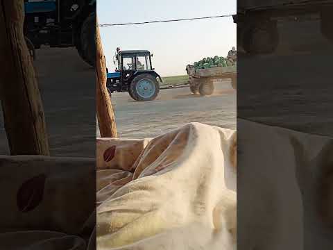Видео: Шардараның бригадасы және Қоссейіт ауылының бригадасы қарбыз артудан жарыс.. 24.06.2023ж.