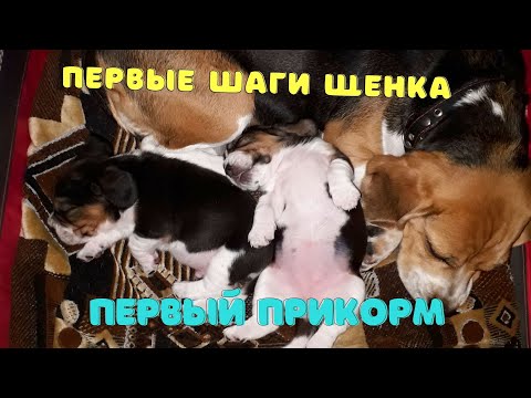 Видео: Первый прикорм щенков.Новорожденные щенки Бигля. Жизнь Бигля. Часть Четвёртая первые шаги собаки