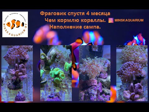 Видео: Фраговик через 4 месяца на соли Марисоль Риф. Заполнение сампа. Чем кормлю кораллы. Добавка Биориф.