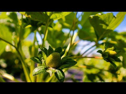 Видео: Обов'язково до Виконання-Ось що треба дати,ЩОБ налити Ягоду полуниці