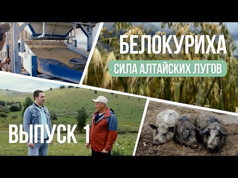 Видео: Белокуриха. Вкус жизни. Выпуск 1: Сила «Алтайских лугов»