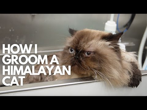 Видео: КАК Я СТРИЖУ ГИМАЛАЙСКУЮ КОШКУ