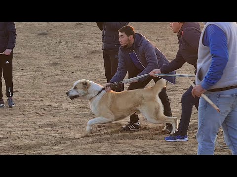 Видео: Боевые Волкодавы Балкан район Кянлы!