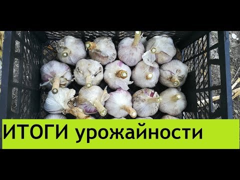 Видео: Урожай любаши 2019. Каким он был 2019