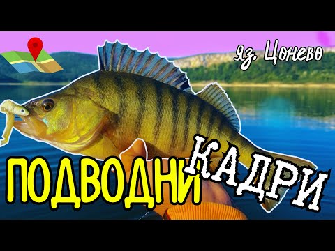 Видео: ПОДВОДНИ КАДРИ-НЯМА ПРАЗНО КЪЛВАНЕ.ЛОВИМ САМО с ЕДНА ПРИМАМКА.