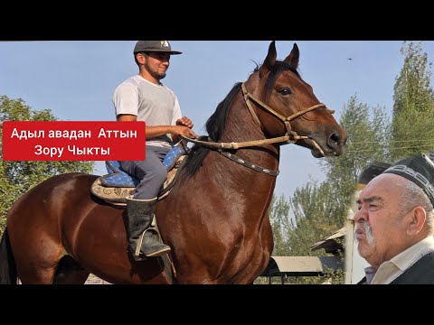 Видео: ЧЫКТЫ САТЫЛДЫ 