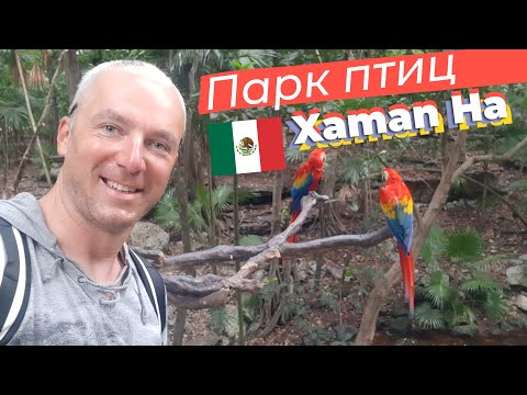 Видео: Парк птиц Xaman Ha