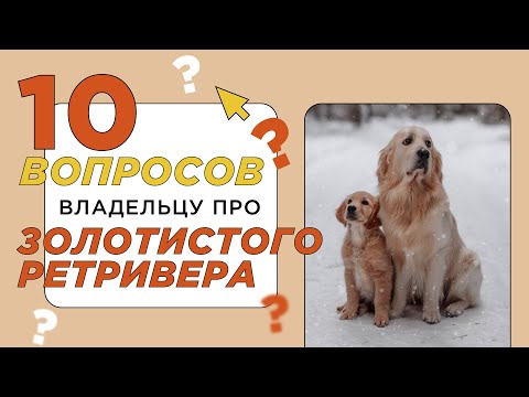 Видео: 10 вопросов владельцу про золотистого ретривера: характер, дружелюбность и любовь к хозяину