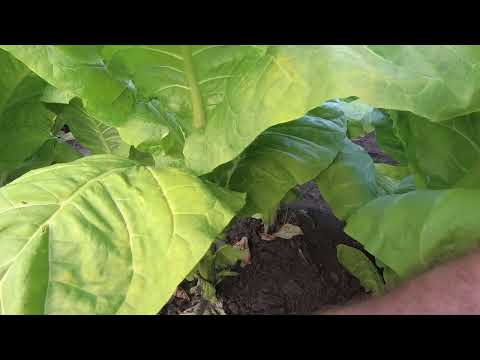 Видео: начинаем вынужденную уборку урожая