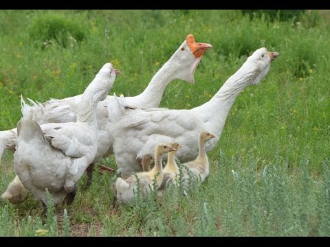 Видео: Холмогорские и тульские в хозяйстве Владимира и Натальи Колтовских
