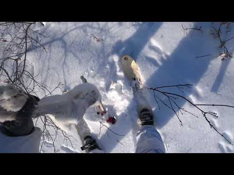 Видео: УДАЧНАЯ ОХОТА НА ЗАЙЦА 30.01.24