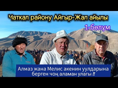 Видео: Чаткал району Айгыр-Жал айылы Алмаз жана Мелис акенин уулдарына берген аламан улагы:1-Бөлүм