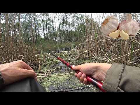 Видео: ЛОВЛЯ КАРАСЯ НА ЧЕСНОК! Повел, повел, Опа, есть! Рыбалка на поплавок 2018.