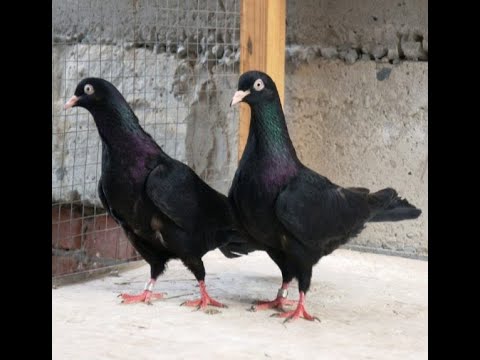 Видео: 25.03.2021 Видео обращение Салиха Яхъяева к Гагику Акопяну часть 1