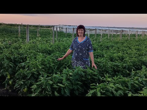 Видео: НАШЕ СІЛЬСЬКЕ ЖИТТЯ.ВИРОЩУВАННЯ ПЕРЦЮ