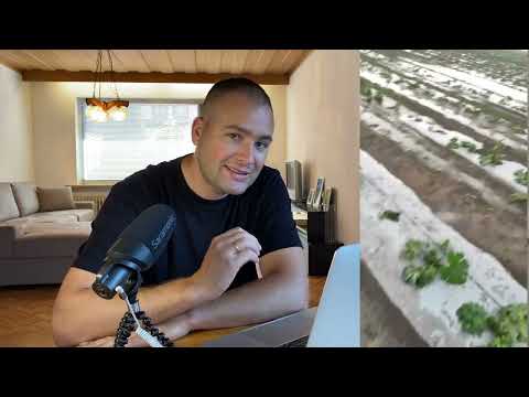 Видео: Як врятувати рослину після граду