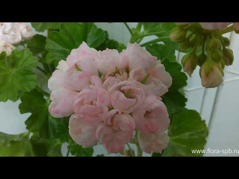 Видео: Marbacka Tulpan - тюльпановидная пеларгония. Коллекция Свирской Елены.