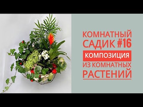 Видео: Комнатный садик #16. Композиция из РАЗНЫХ РАСТЕНИЙ