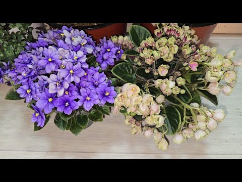 Видео: ФИАЛКА любит эти 5 вещей! ЖАЛЕЮ, что РАНЬШЕ об этом не знала! Шар из цветов