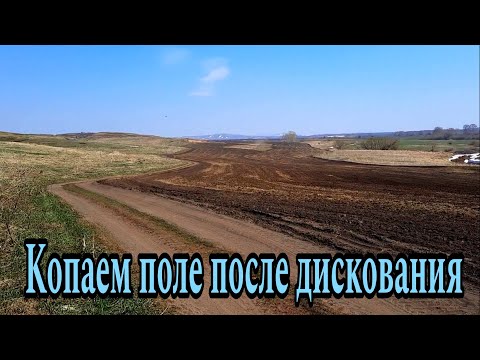 Видео: Копаем поле после дискования(архив)