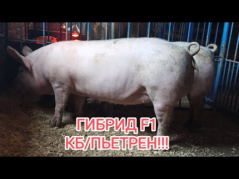 Видео: ГИБРИД F1 КБ/ПЬЕТРЕН!!! #пьетрен #гибрид #лпх #крупно_белая#свиноводство