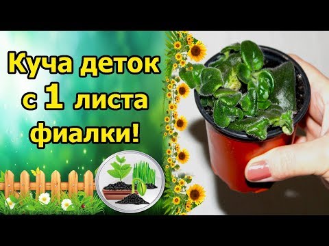 Видео: МНОЖЕСТВО ДЕТОК С 1 ЛИСТА ФИАЛКИ! РАЗМНОЖЕНИЕ ФИАЛКИ ЧАСТЯМИ ЛИСТА!