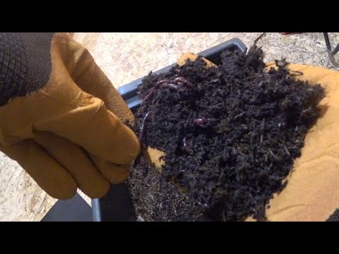 Видео: Червь Черный Принц