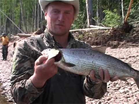 Видео: В поисках рекордных тайменей (Время-река)